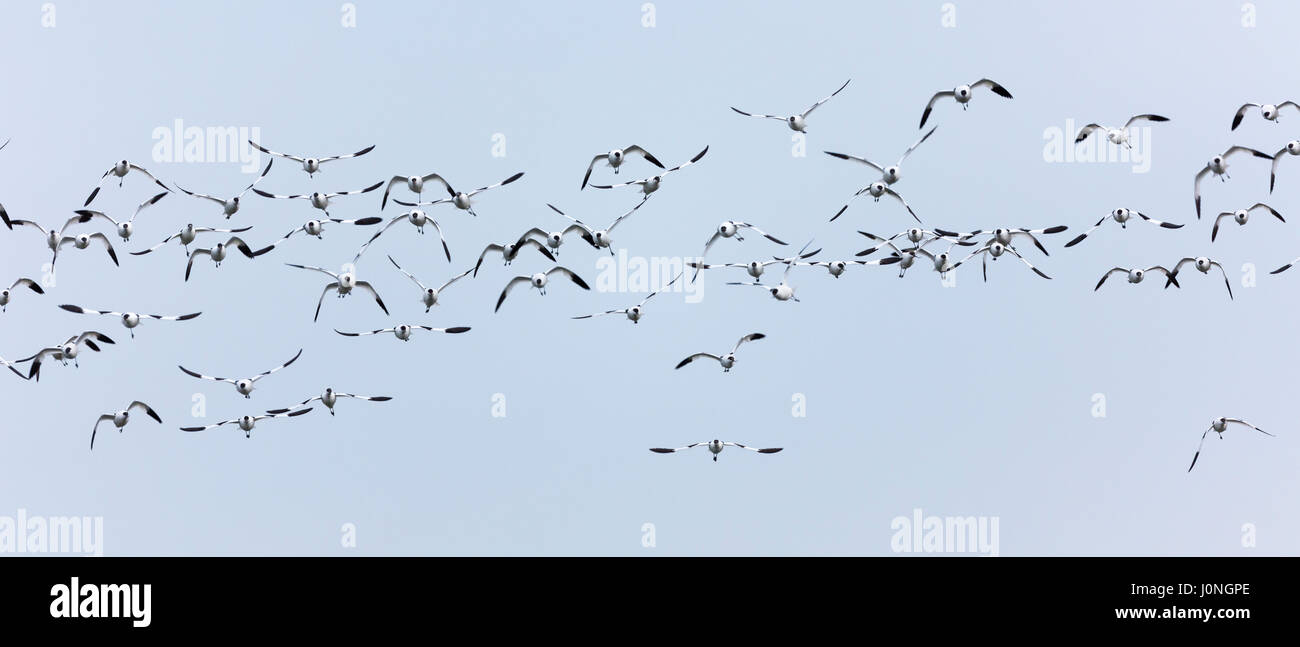 Large flock multitude of Avocets, Recurvirostra, wading birds in flight in North Norfolk, UK Stock Photo