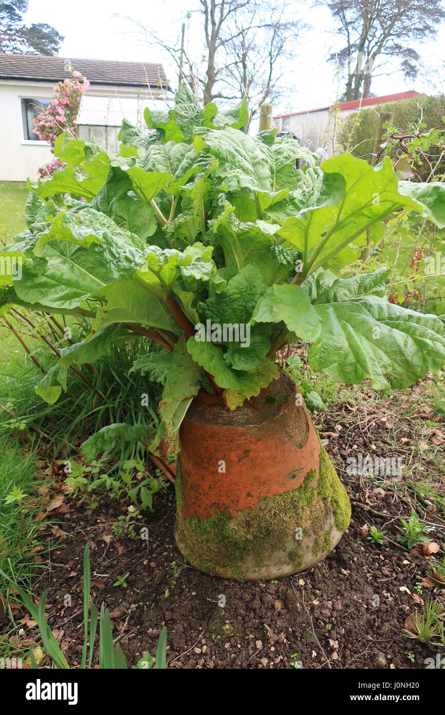 Gunnera is a genus of herbaceous flowering plants Stock Photo
