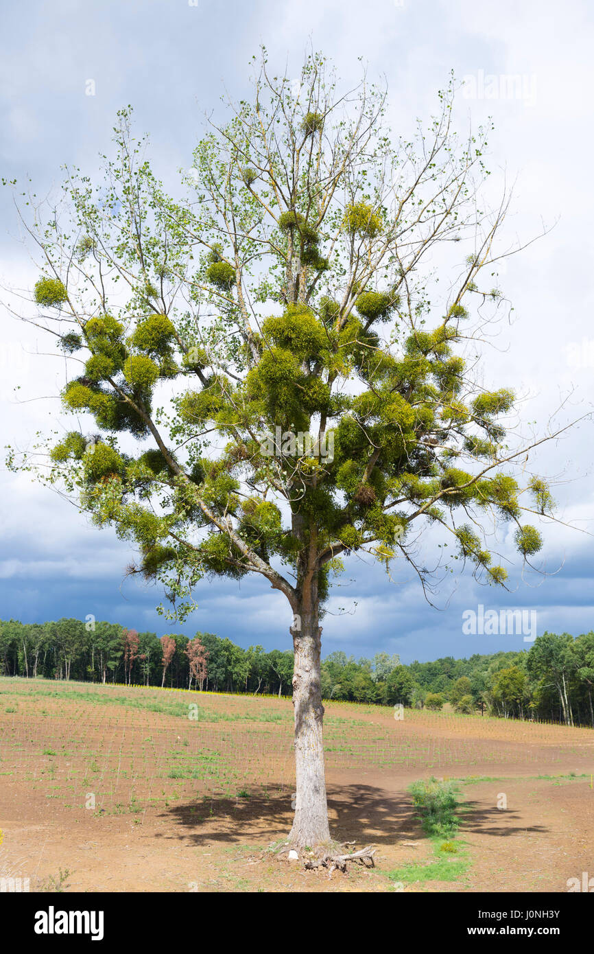 Mistletoe, obligate hemiparasitic plant of order of Santales, a Christmas symbol growing as