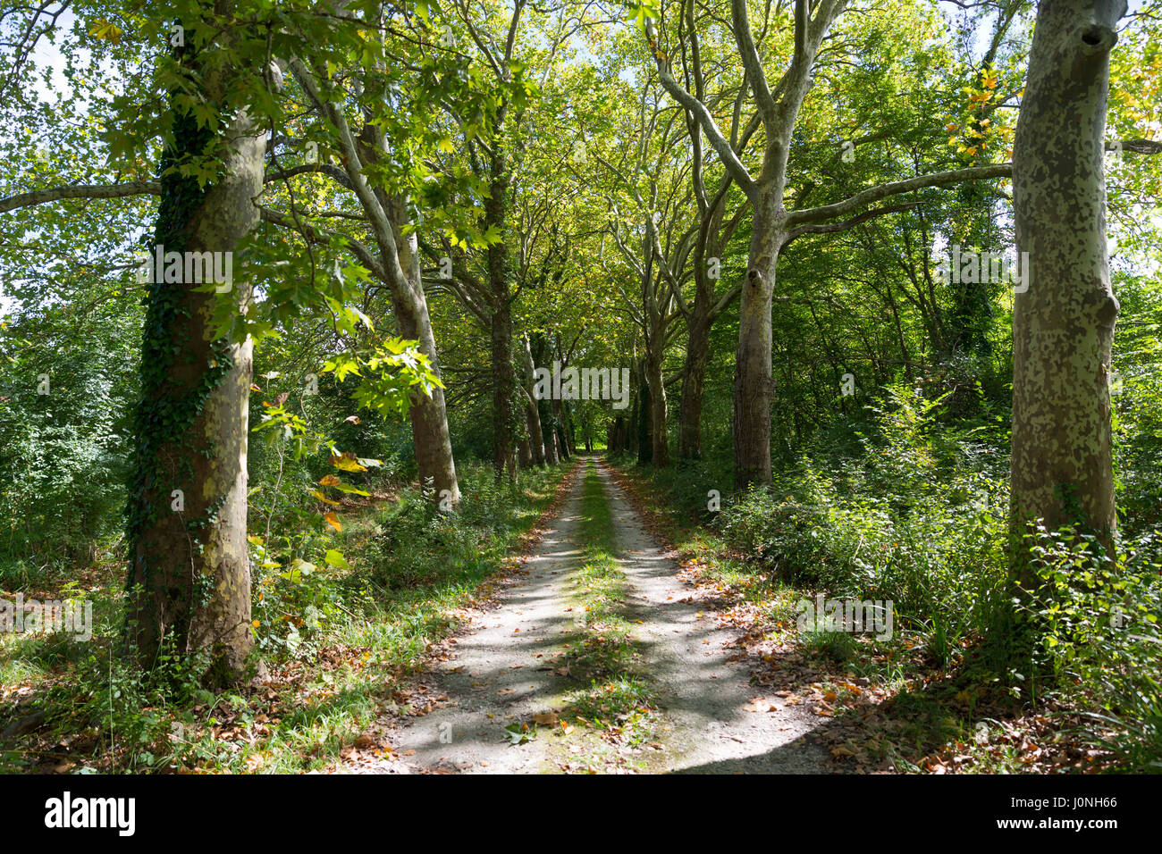 Avenue of tall plane trees and dappled sunlight form light and shade on road to nowhere in Aquitaine France Stock Photo