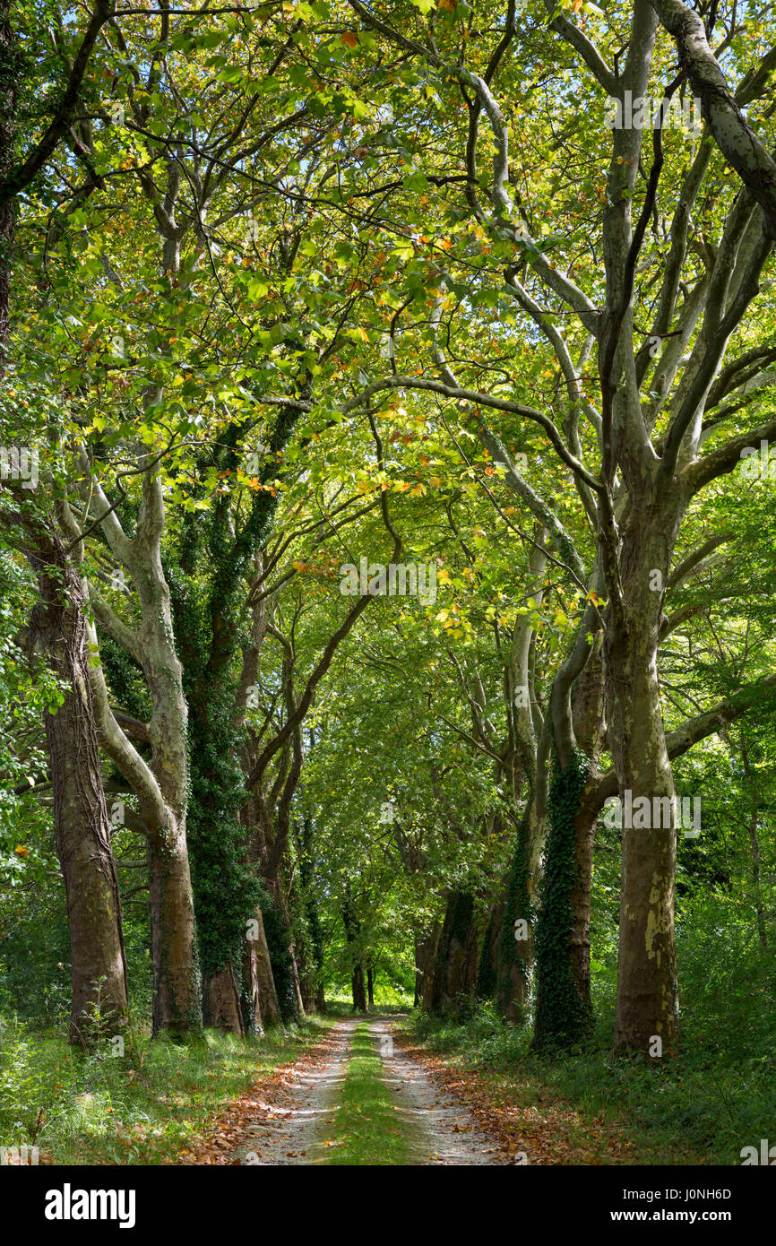 Avenue of tall plane trees and looming canopy of branches on road to nowhere in Aquitaine France Stock Photo