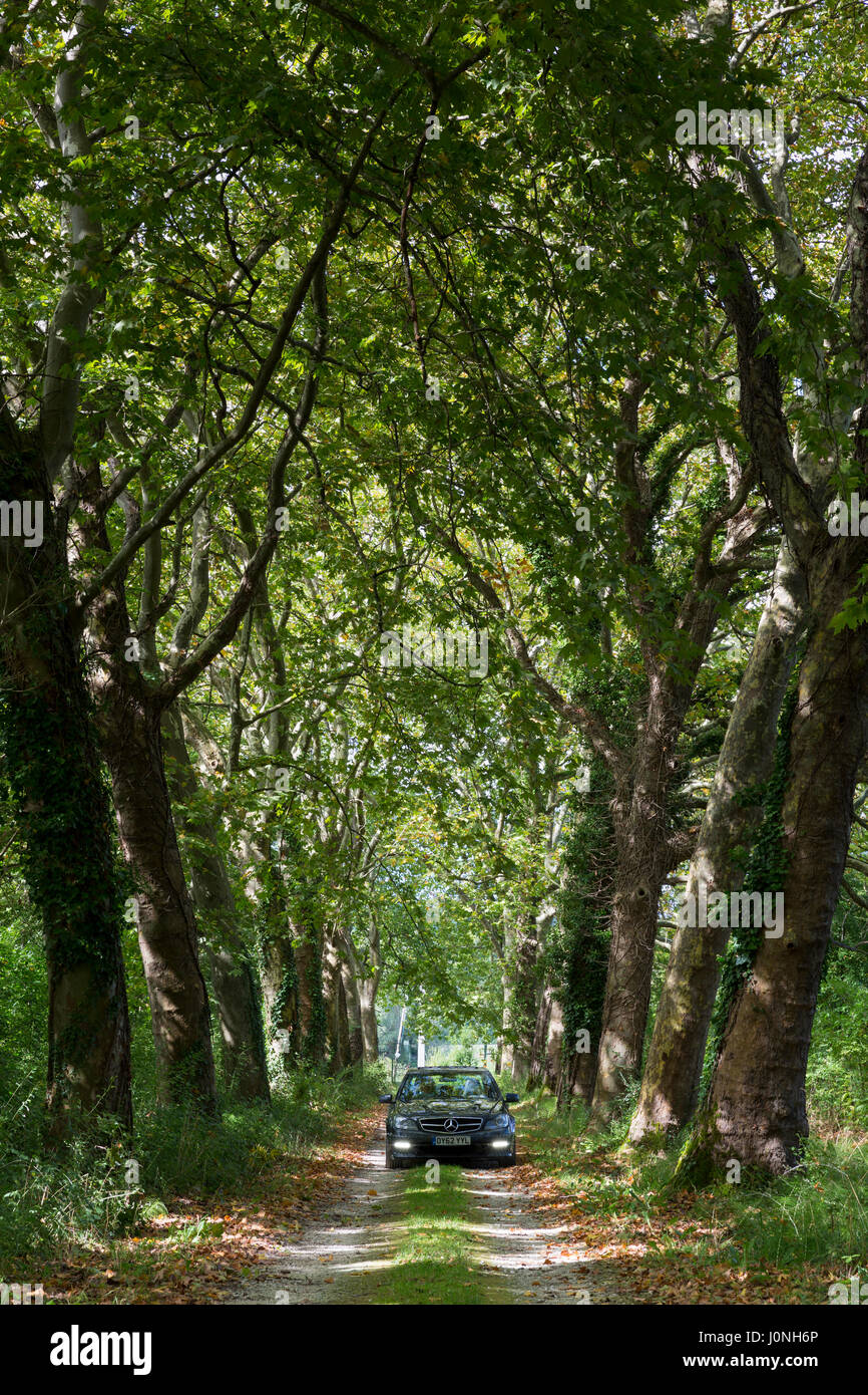 Car tall trees hi-res stock photography and images - Alamy