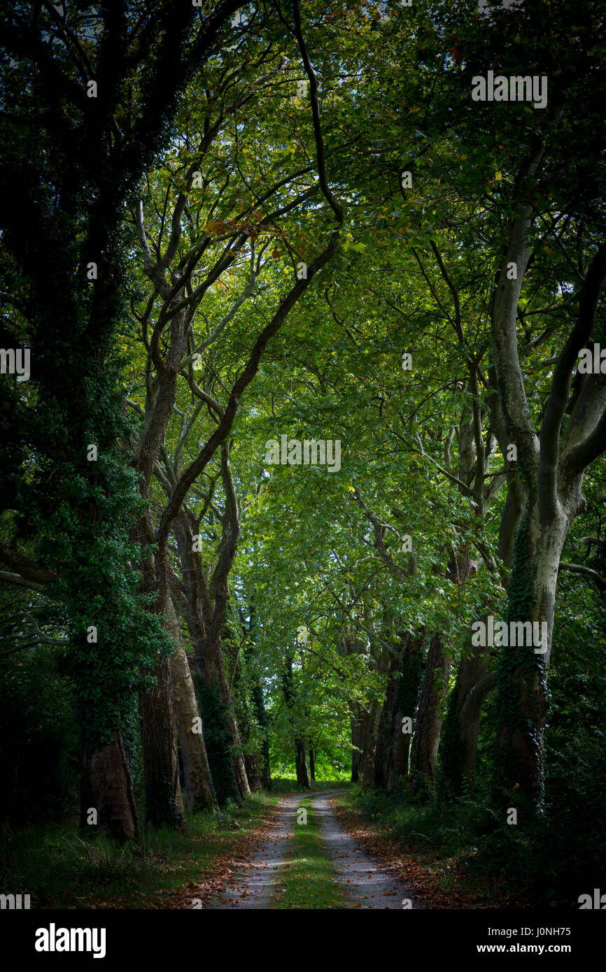Sinister dark gloomy avenue of tall plane trees and looming canopy of branches on road to nowhere, France Stock Photo