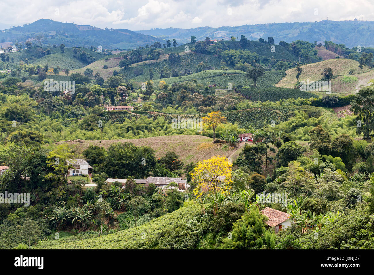 A hillside view of coffee plantations in the state of Caldas in Colombia. Stock Photo