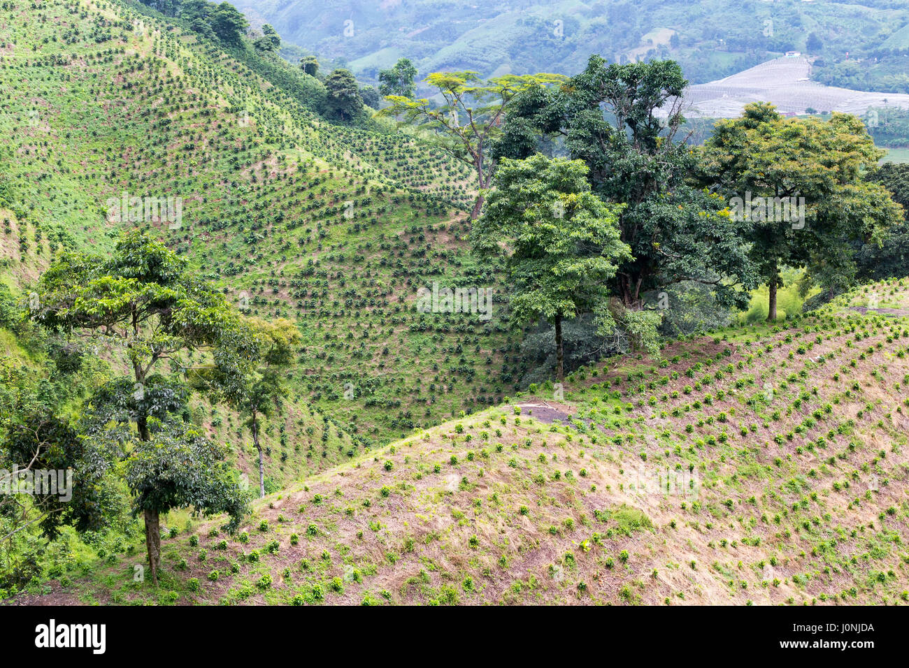 Newly planted coffee trees dot the hillside of a coffee plantation near