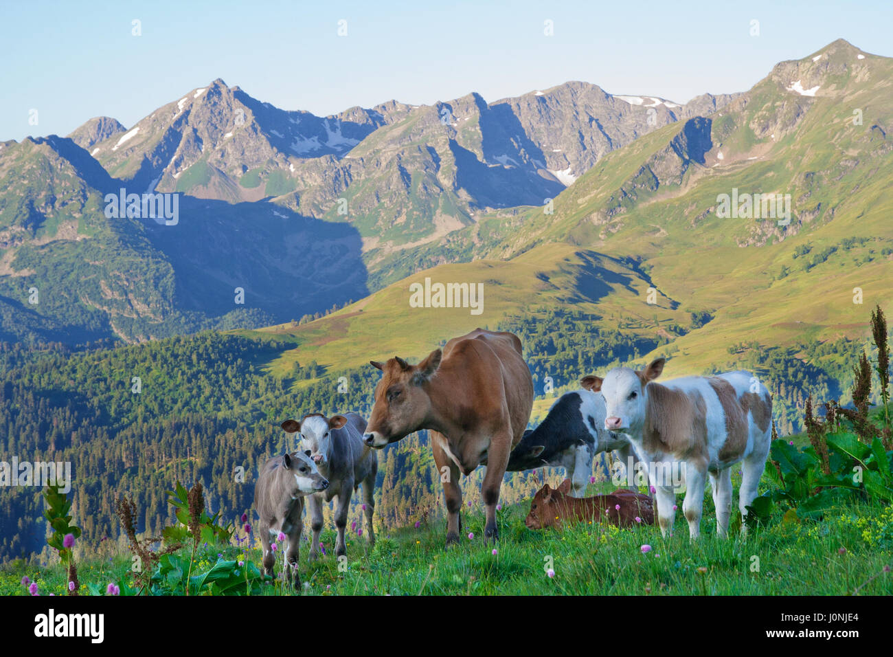 Cow with her calves grazing in alpine meadows in the Caucasus Stock ...