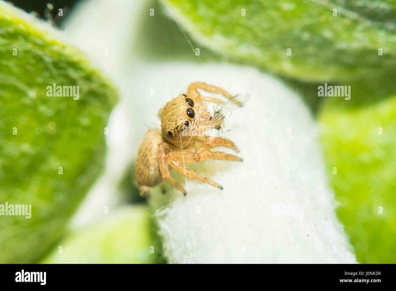 Salticidae jumping spider, Saltines scenics,Hyllus macro view soft focus in nature Stock Photo