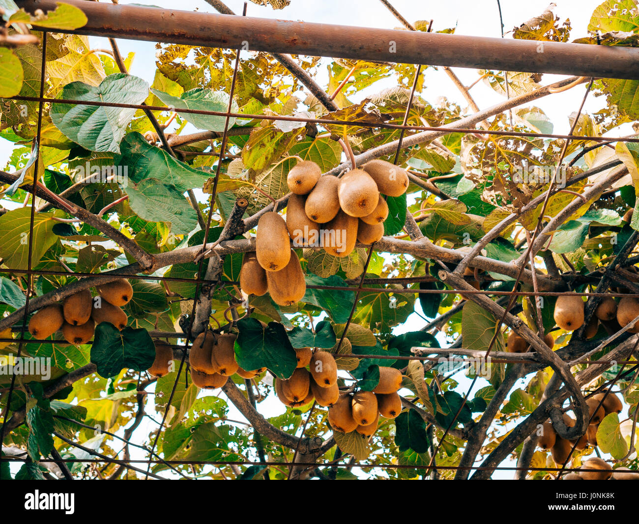 The kiwifruit on a tree. Liana tree kiwi hover on the grape arbor. Nearly ripe fruit in Montenegro. Stock Photo