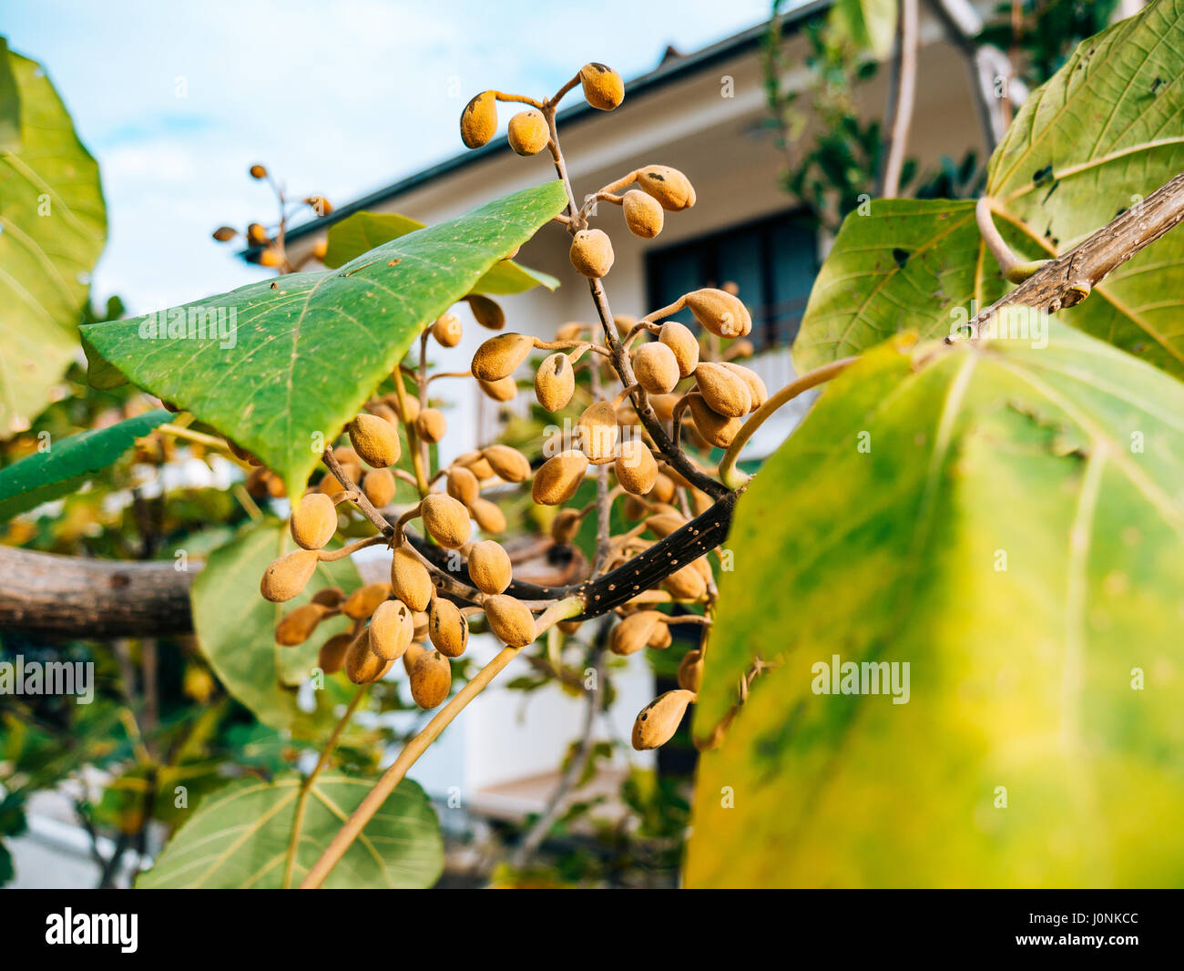 Dry flowers Catalpa on a tree, in the autumn. Plants of Montenegro. Stock Photo