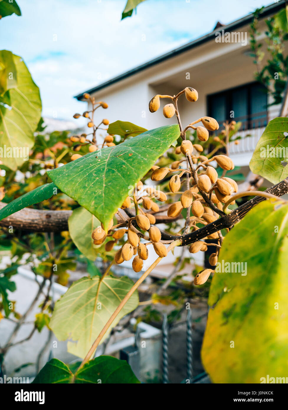 Dry flowers Catalpa on a tree, in the autumn. Plants of Montenegro. Stock Photo