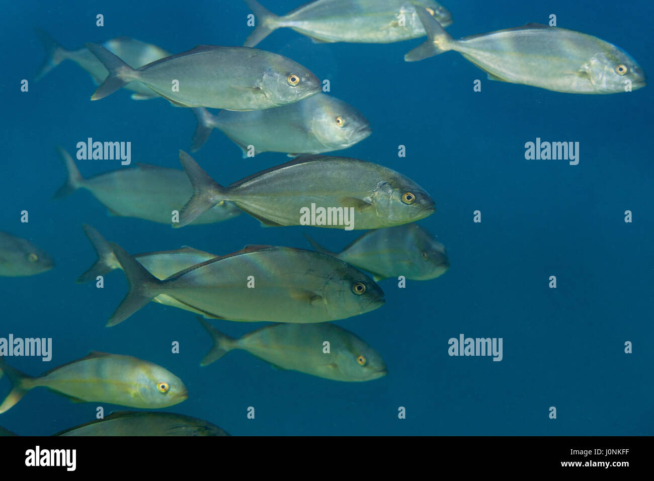 The shoal of the greater amberjack in the Adriatic Sea, Croatia Stock Photo