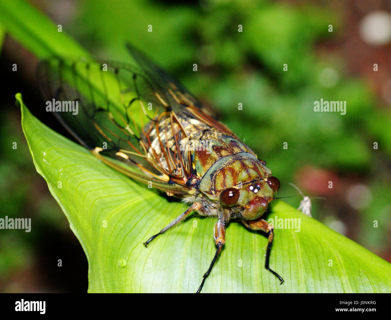 Cicada. Rainforest Mount Kinabalu, Borneo, Malaysia Stock Photo
