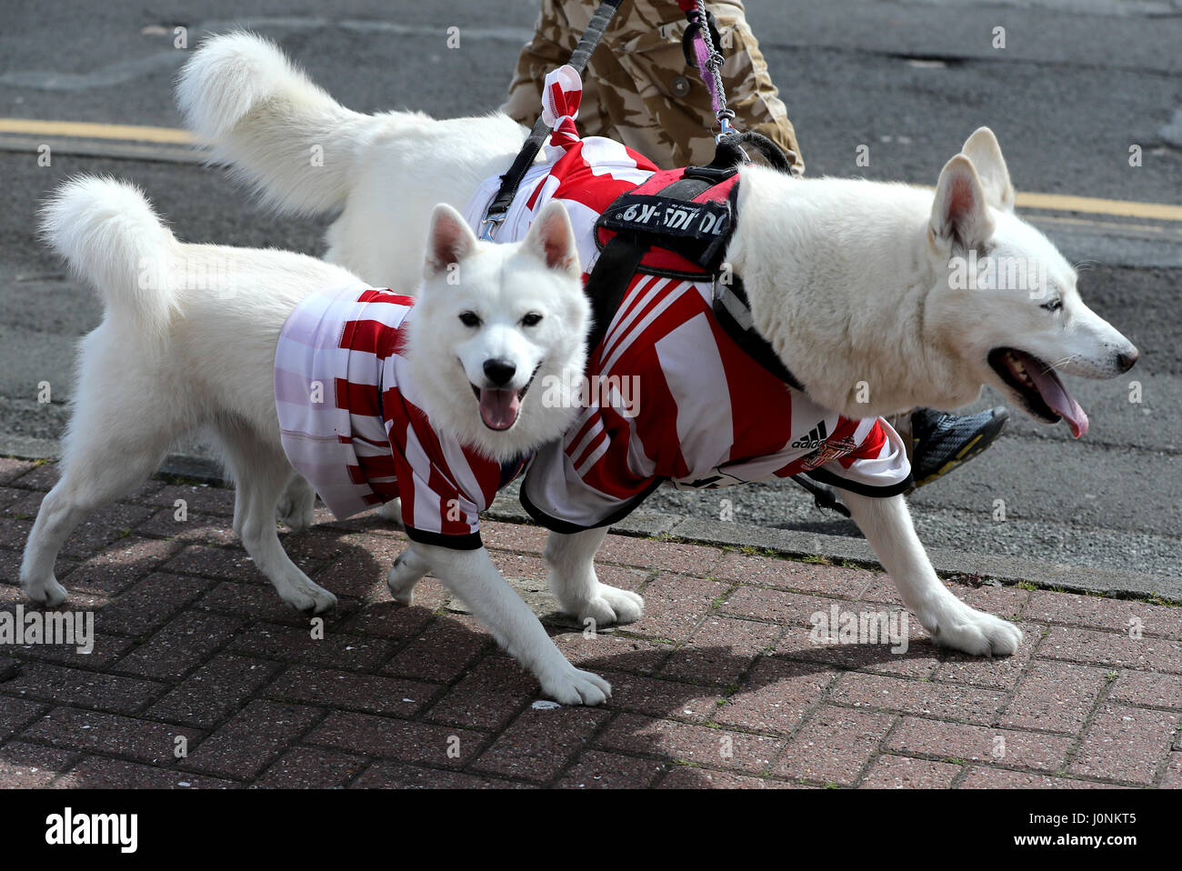 Two dogs wearing Sunderland shirts outside the ground before the Premier League match at the
