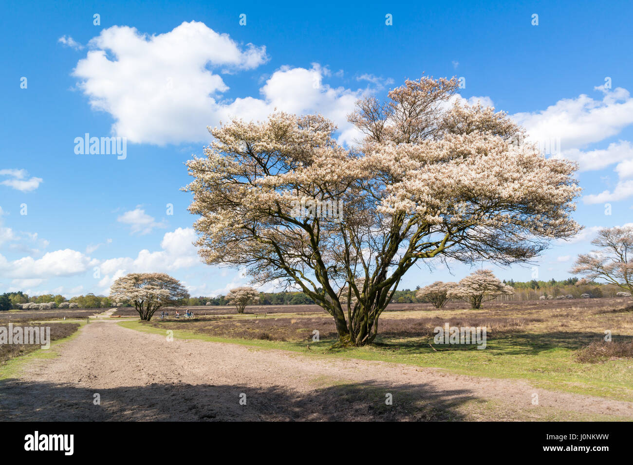 Heathland with sandy path as bridleway for horse riding and blooming Amelanchier lamarkii tree in spring, Hilversum, Netherlands Stock Photo