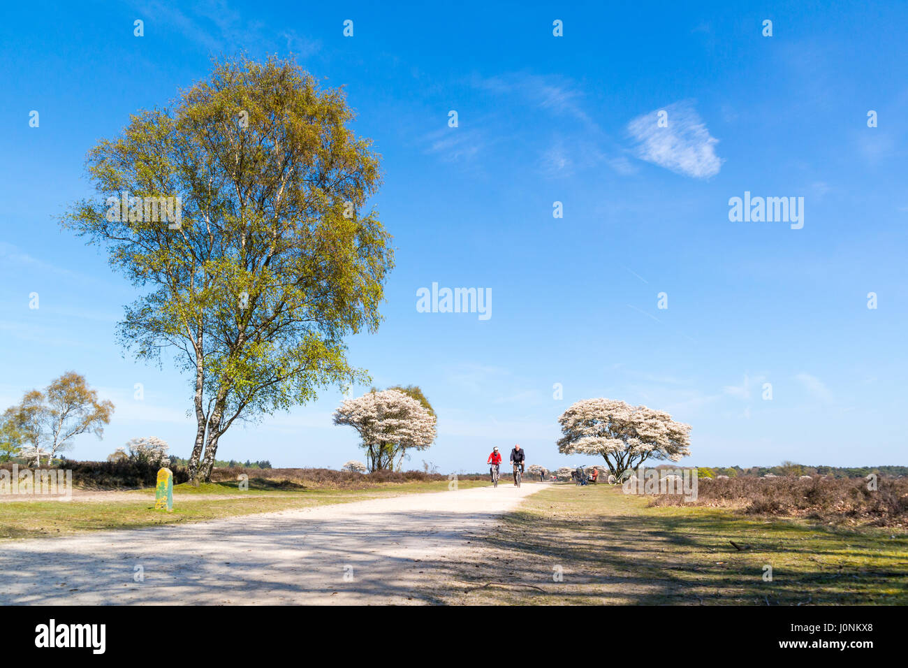 People riding bikes on bicycle path and blooming Amelanchier lamarkii trees, heathland near Hilversum, Netherlands Stock Photo