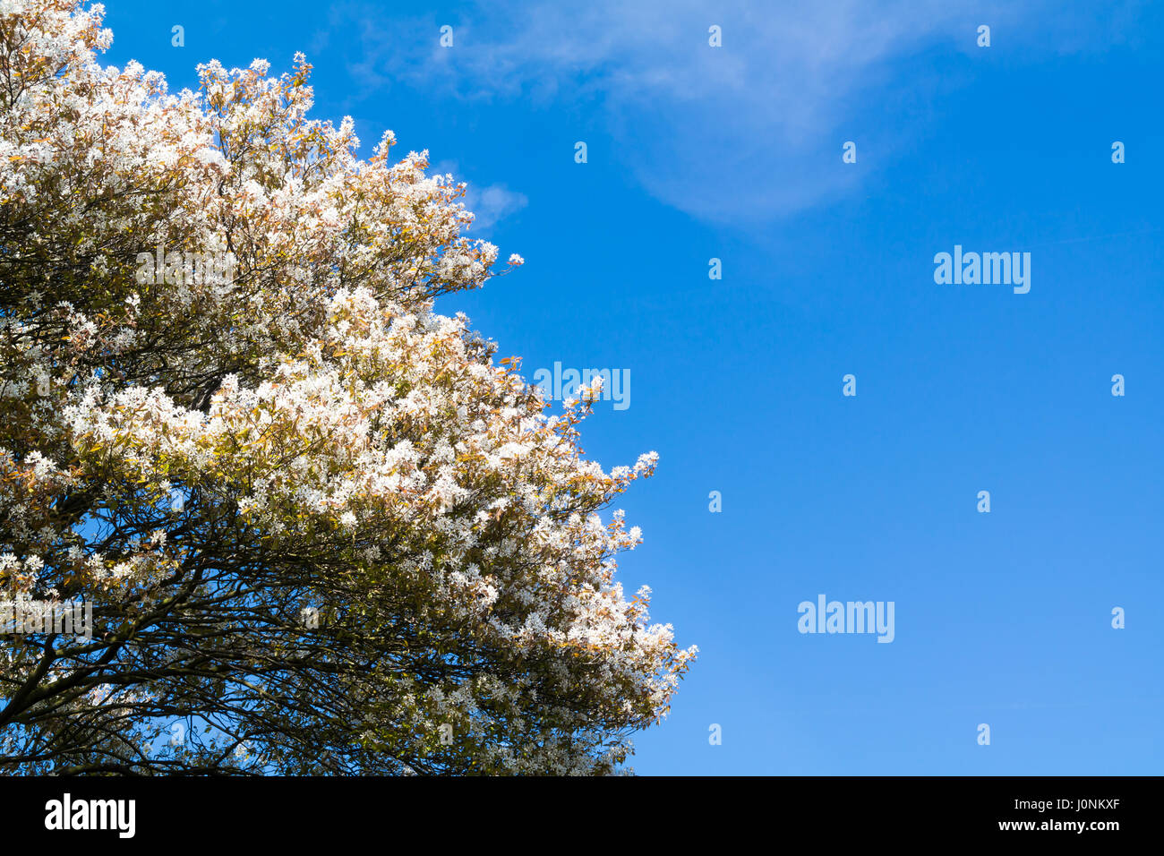 Top of blooming serviceberry or Amelanchier lamarkii tree with white flowers and blue sky in spring, Netherlands Stock Photo