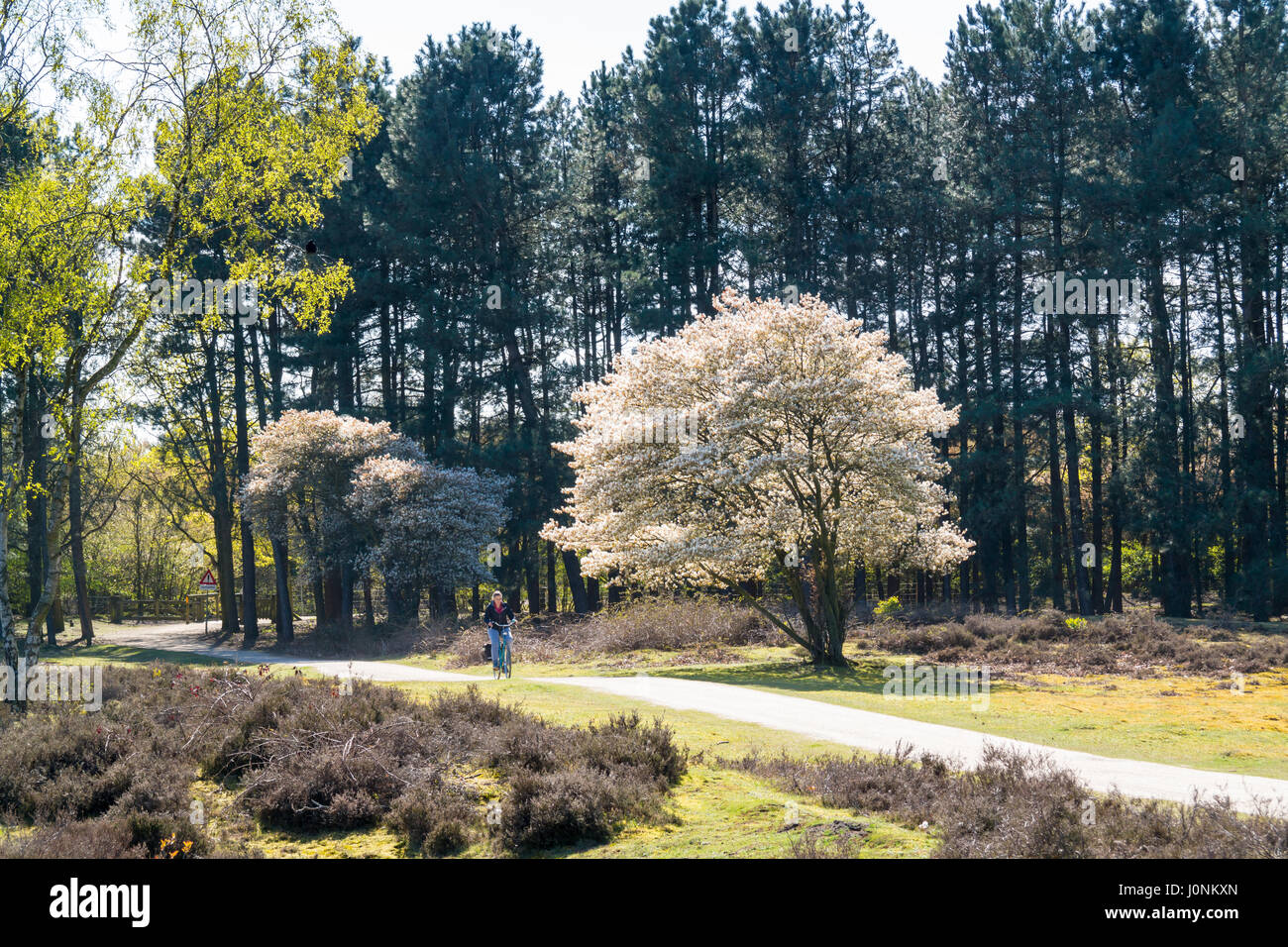 Woman riding bike on bicycle path and blooming Amelanchier lamarkii trees, heathland, Netherlands Stock Photo