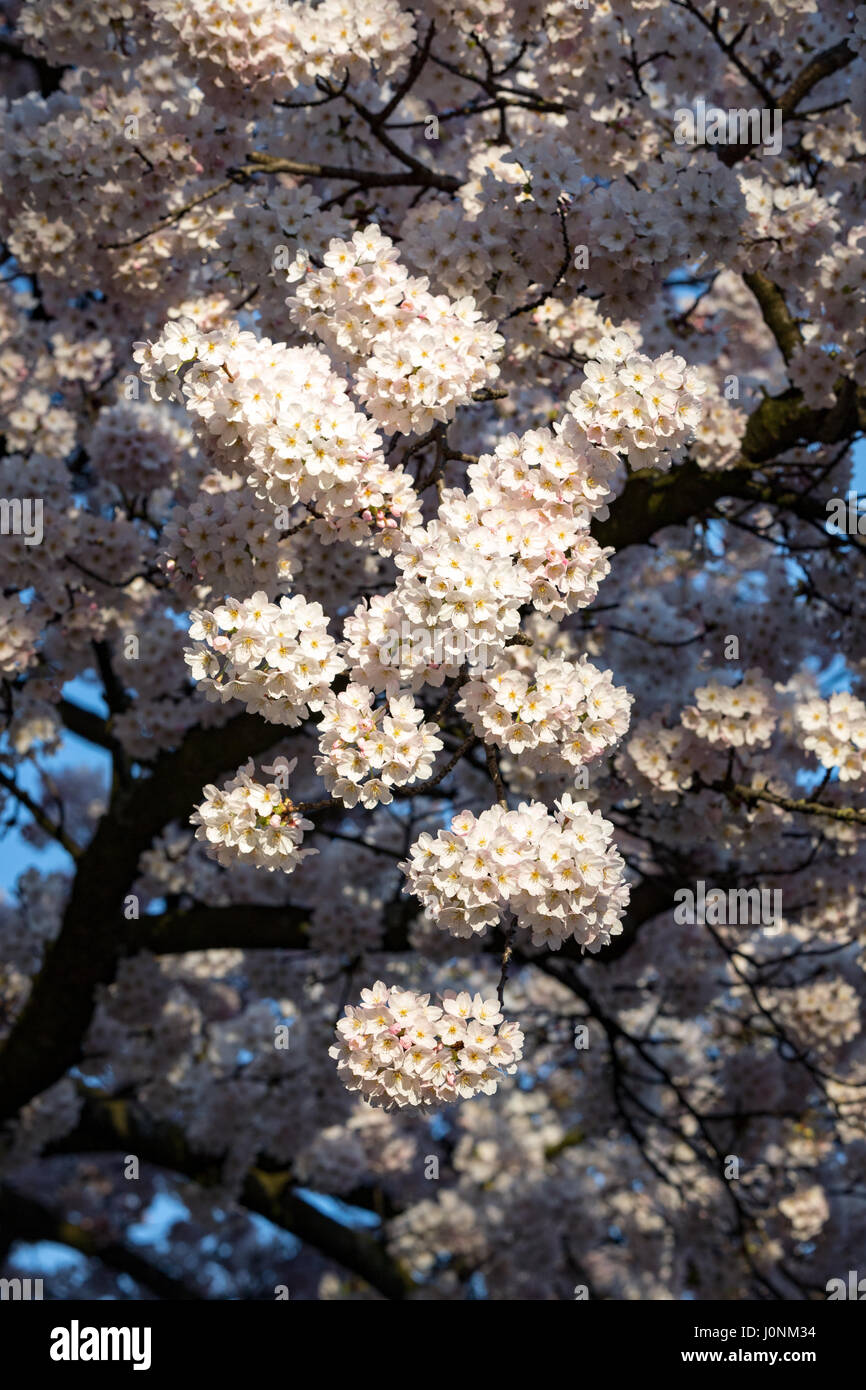 A detail of a Cherry tree in bloom Stock Photo Alamy