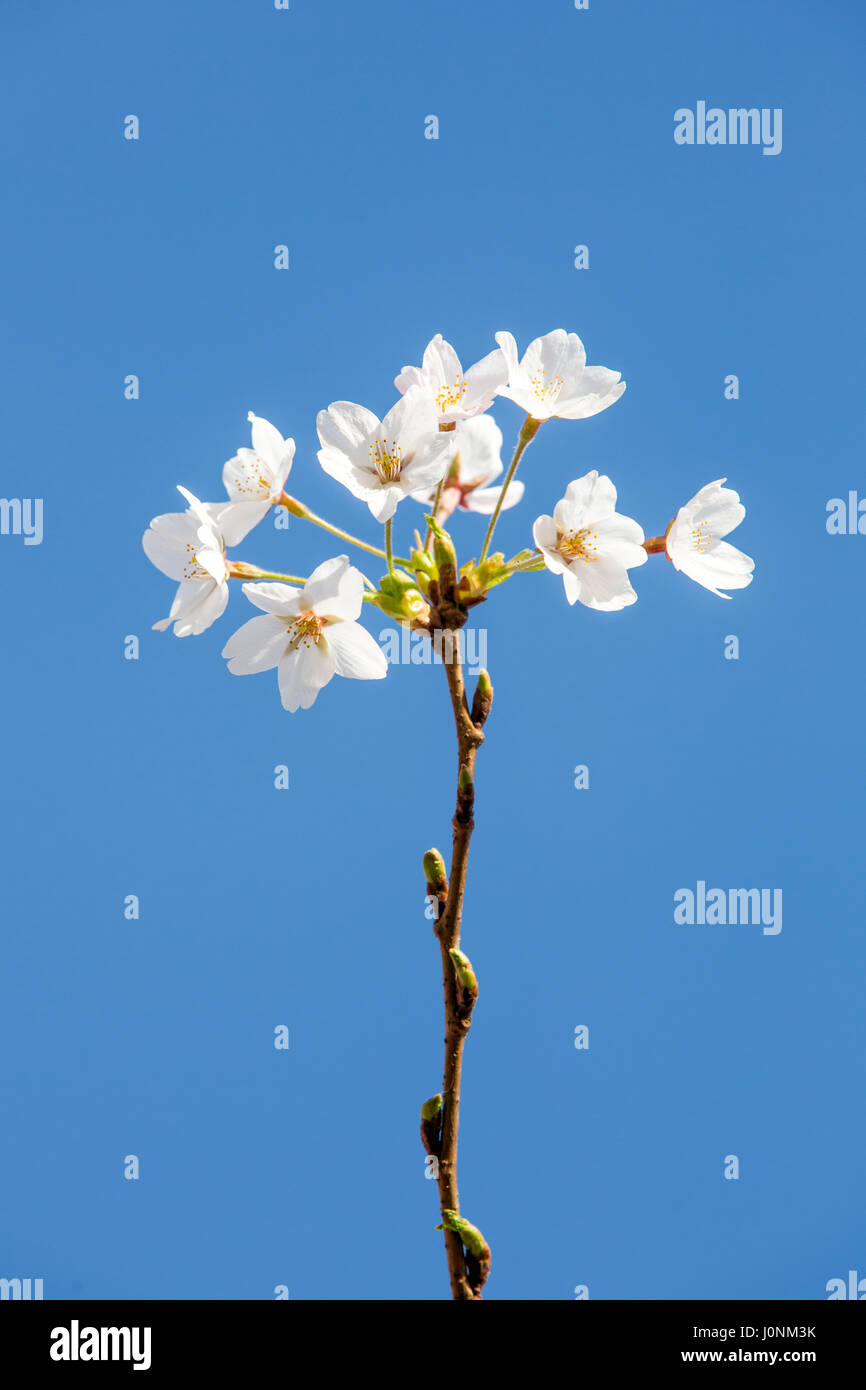 Cherry tree flower blossoms on a blue sky background Stock Photo - Alamy
