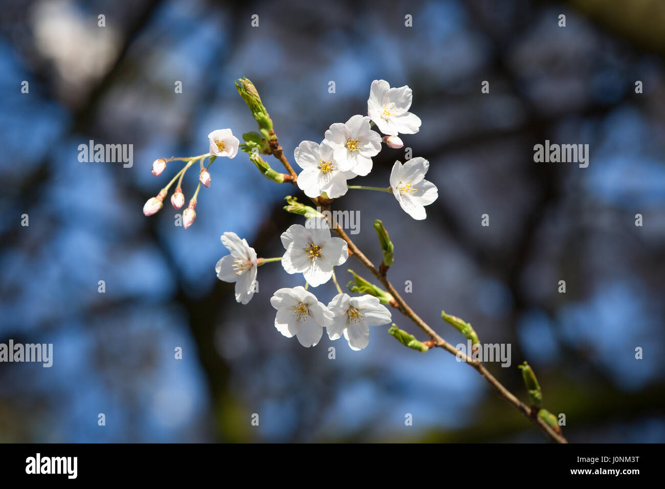 Cherry tree flower blossoms and some buds on a dark background. Stock Photo