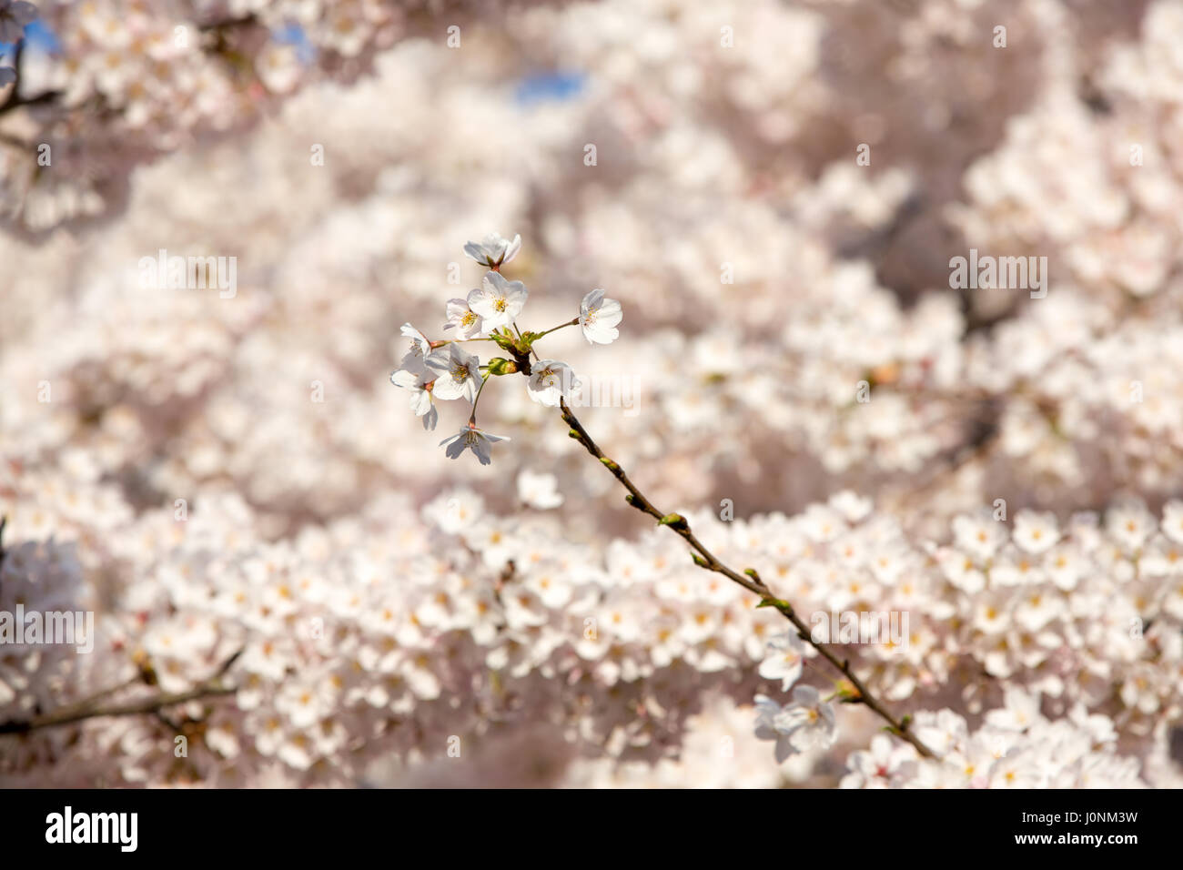A branch of blossom flowers in front of a blurry background of blossoms. Stock Photo