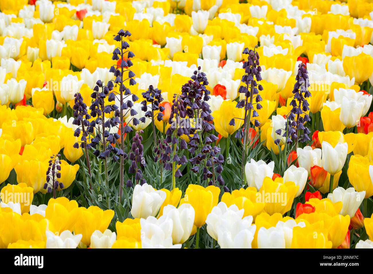 Persian Lilly - Fritillaria persica - amidst a field of Tulips - Tulipa. Stock Photo