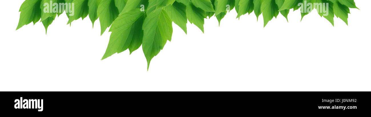 Beautiful green leaves border on white background Stock Photo - Alamy