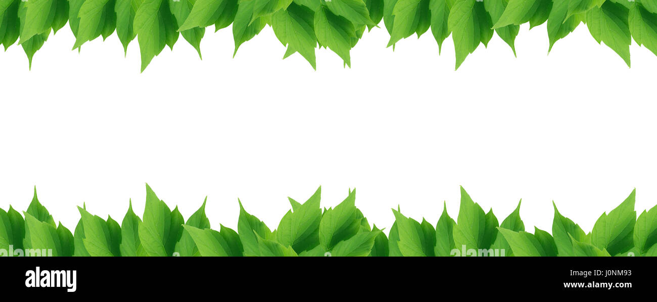 Beautiful green leaves border on white background Stock Photo - Alamy