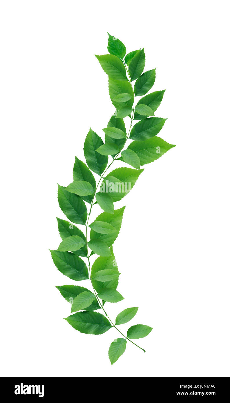 Beautiful twig with green leaves on white background Stock Photo - Alamy