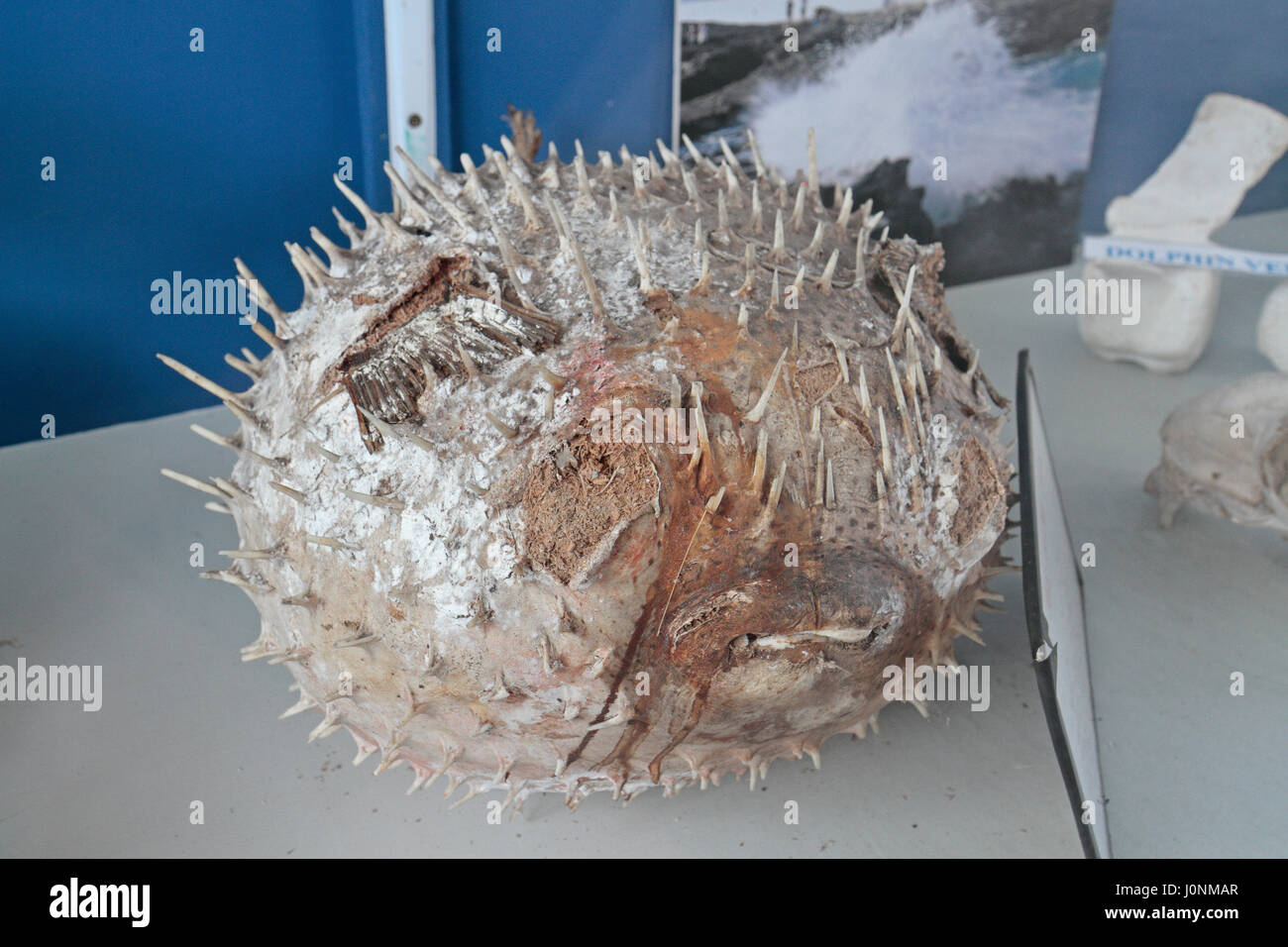 The remains of a blow fish on display in the Hook Lighthouse Heritage Centre, Hook Head, County Wexford, Ireland. Stock Photo