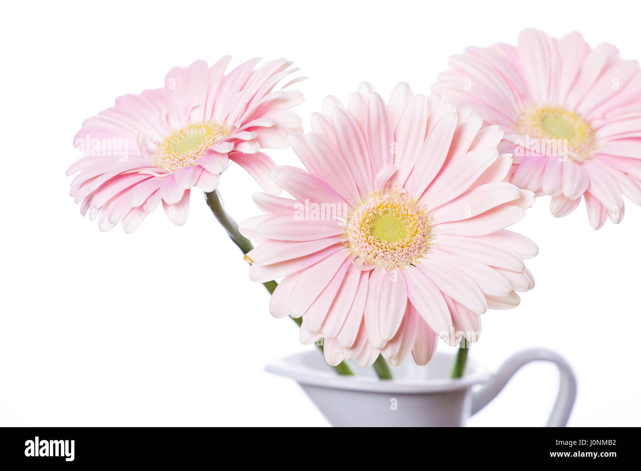 Perfect fresh Gerbera pink daisy flower on white background Stock Photo