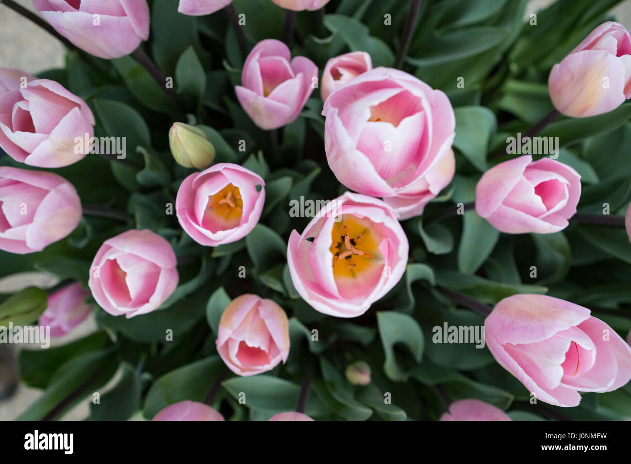 Top view of pink Tulip flowers Stock Photo - Alamy