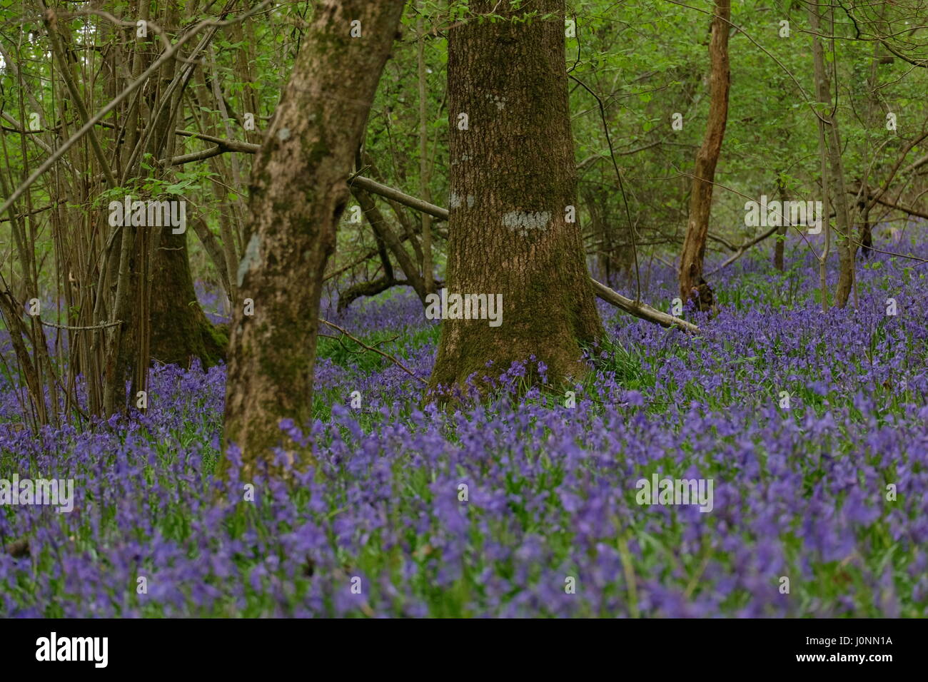 Bluebells in Duncliffe Woods, Dorset Stock Photo - Alamy