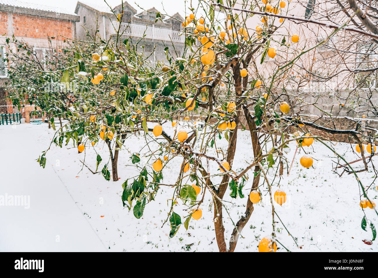 Lemon garden in winter. Lemon tree with yellow lemons in the snow Stock