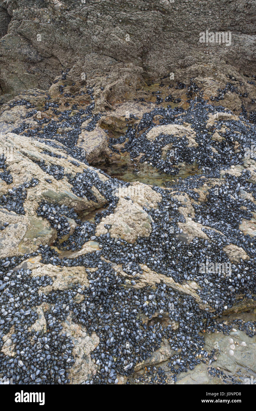 Mussels / Mytilus edulis bed at low tide Par beach, midCornwall