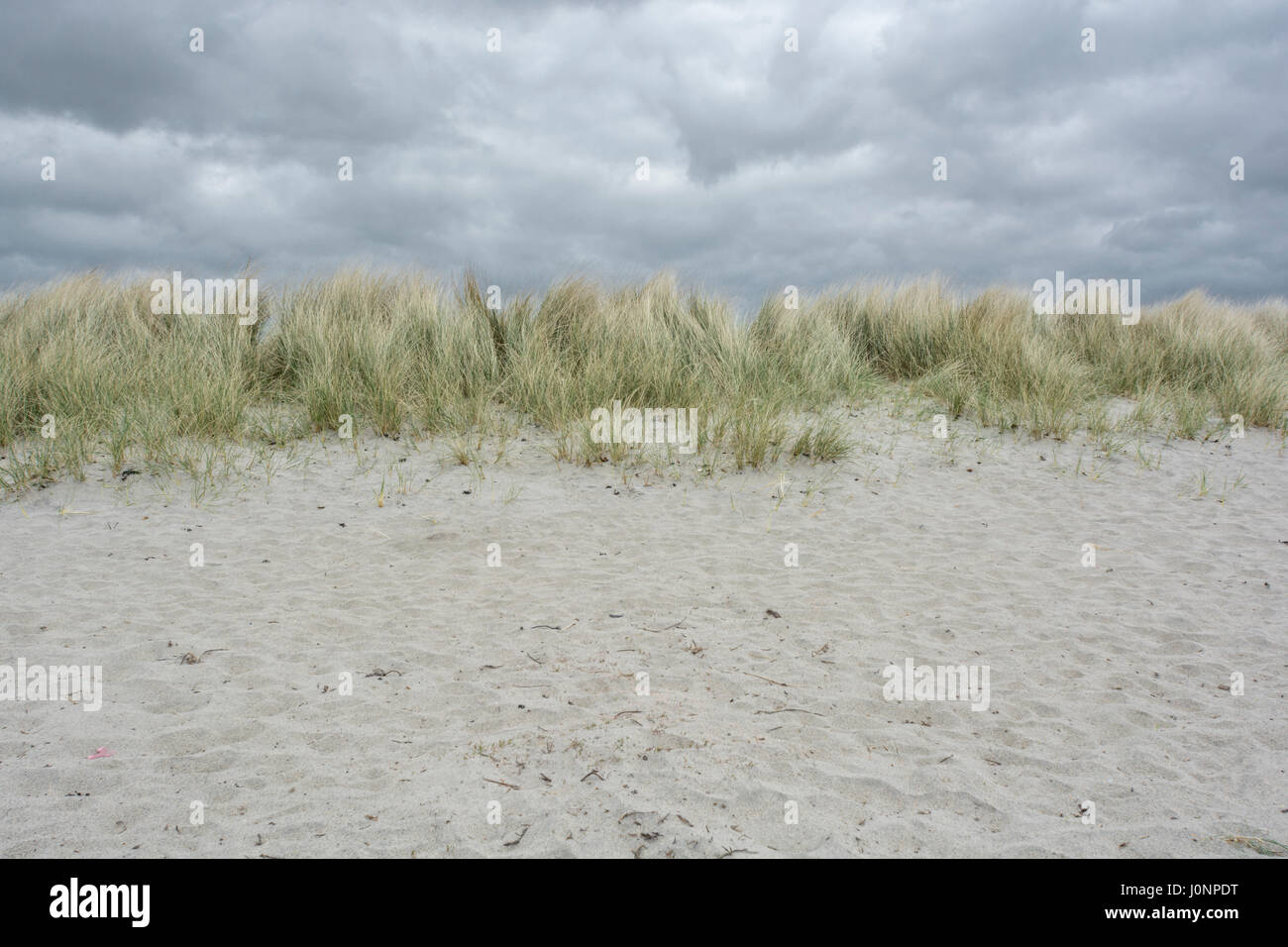 Strip / section of sand dunes with Marram Grass / Ammophila arenaria,  behind sandy beach - mid-Cornwall, UK Stock Photo