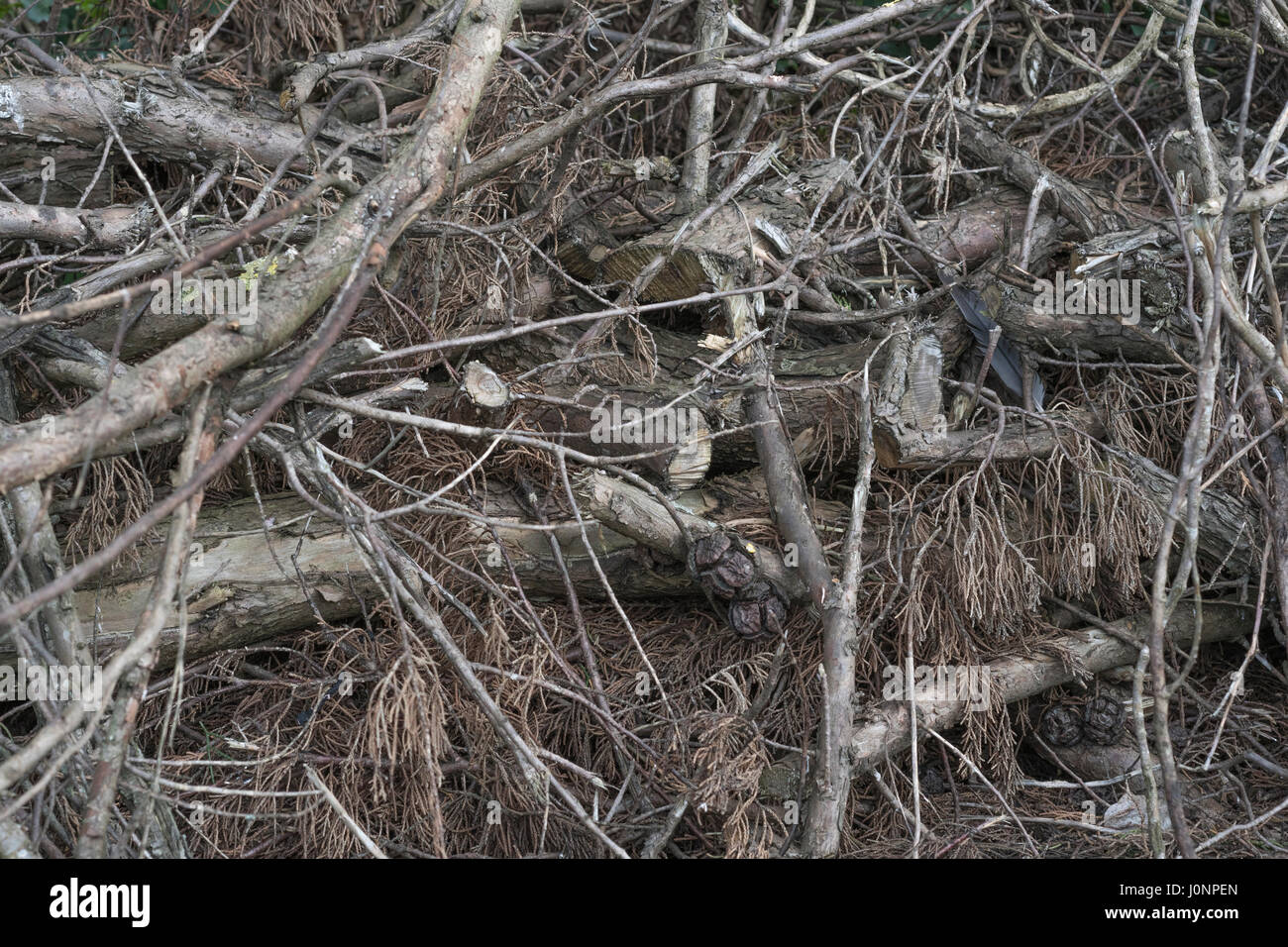 Pile of coniferous brushwood after logging. Stock Photo