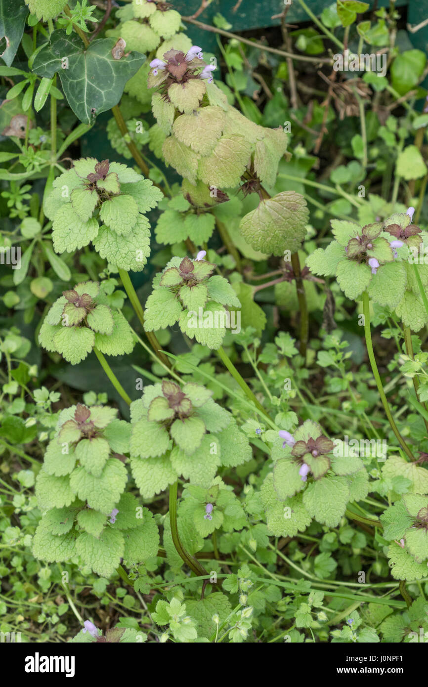 A small example of the purple flowered Red Dead-Nettle / Lamium purpureum beside a footpath. Stock Photo