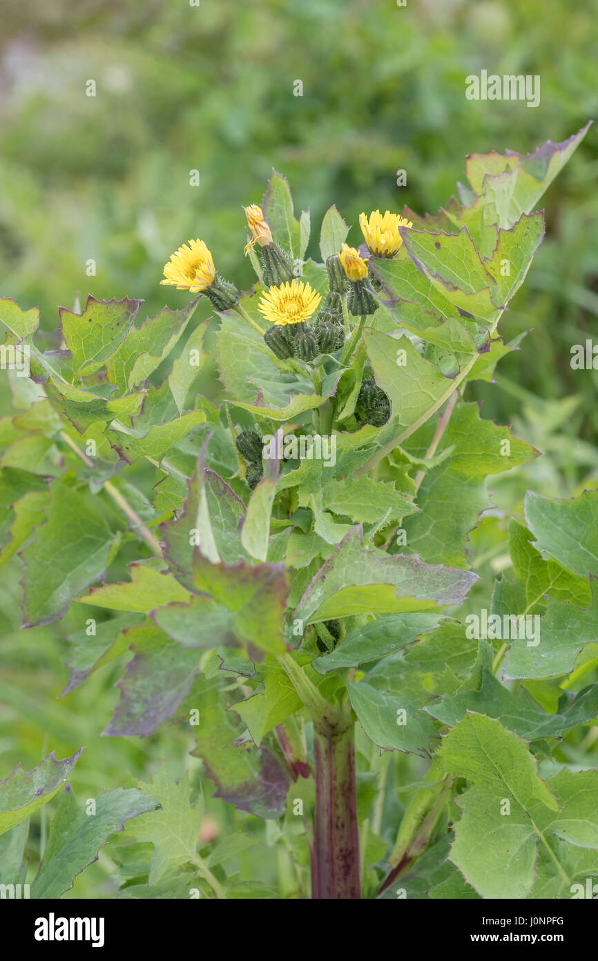 Yellow-flowered Smooth Sow-thistle / Sonchus oleraceus is a member of the daisy family. Leaves eaten as foraged food . Wrongly called Milk-thistle. Stock Photo