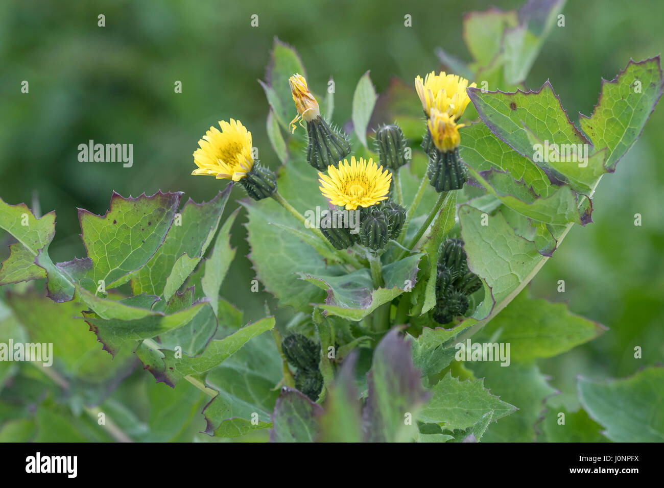 Yellow-flowered Smooth Sow-thistle / Sonchus oleraceus is a member of the daisy family. Leaves eaten as foraged food . Wrongly called Milk-thistle. Stock Photo