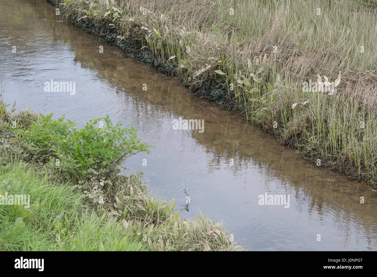 Clump of poisonous Hemlock Water-Dropwort / Oenanthe crocata seen beside a tidal drainage channel. For water market, water as commodity. Stock Photo