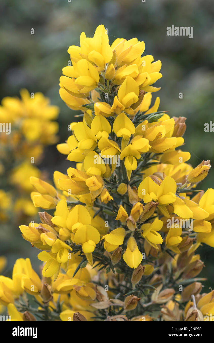 Yellow flowers and branch of Gorse / Furze - Ulex Europaeus. Can be a troublesome weed. Stock Photo