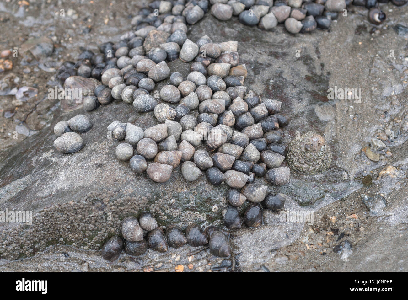 Periwinkles (Littorina sp.) seen on exposed mid- shore rock at low tide. Possible metaphor for foraged food and concept of foraging for food. Stock Photo