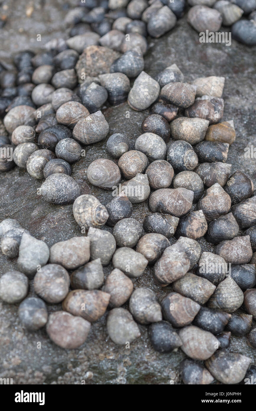 Periwinkles (Littorina sp.) seen on exposed mid- shore rock at low tide. Possible metaphor for foraged food and concept of foraging for food. Stock Photo