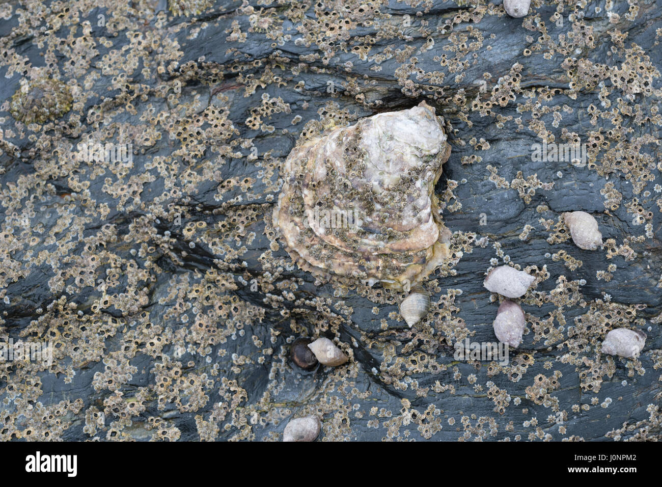 Type of oyster seen alongside periwinkles (Littorina sp.) on mid-shore rock formation at low tide. Stock Photo