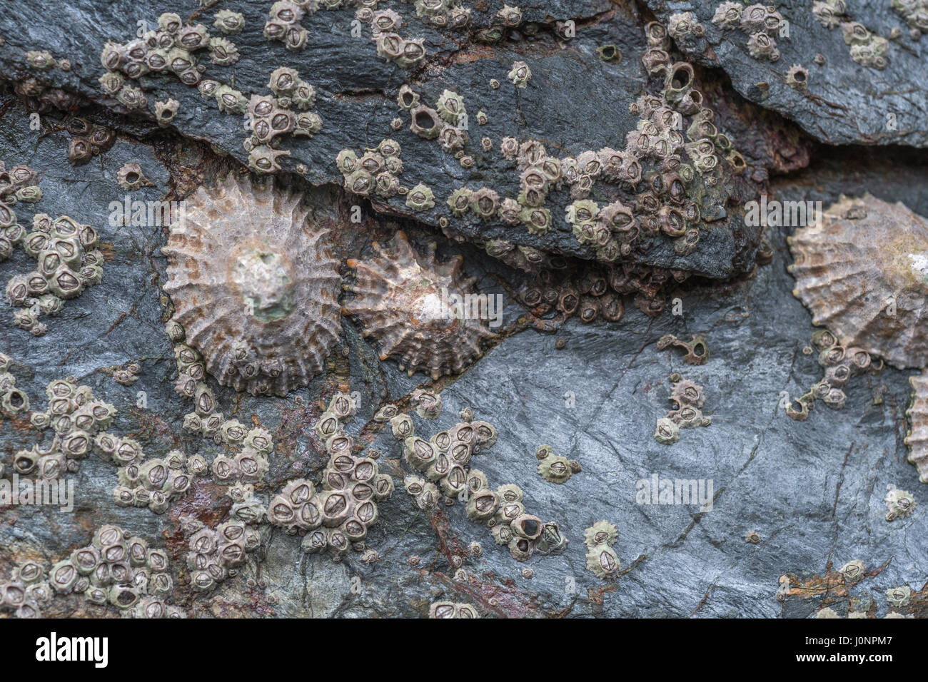 Conical shells of Common Limpets (Patella vulgata) - a foragable shellfish found around the UK coastline. Stock Photo
