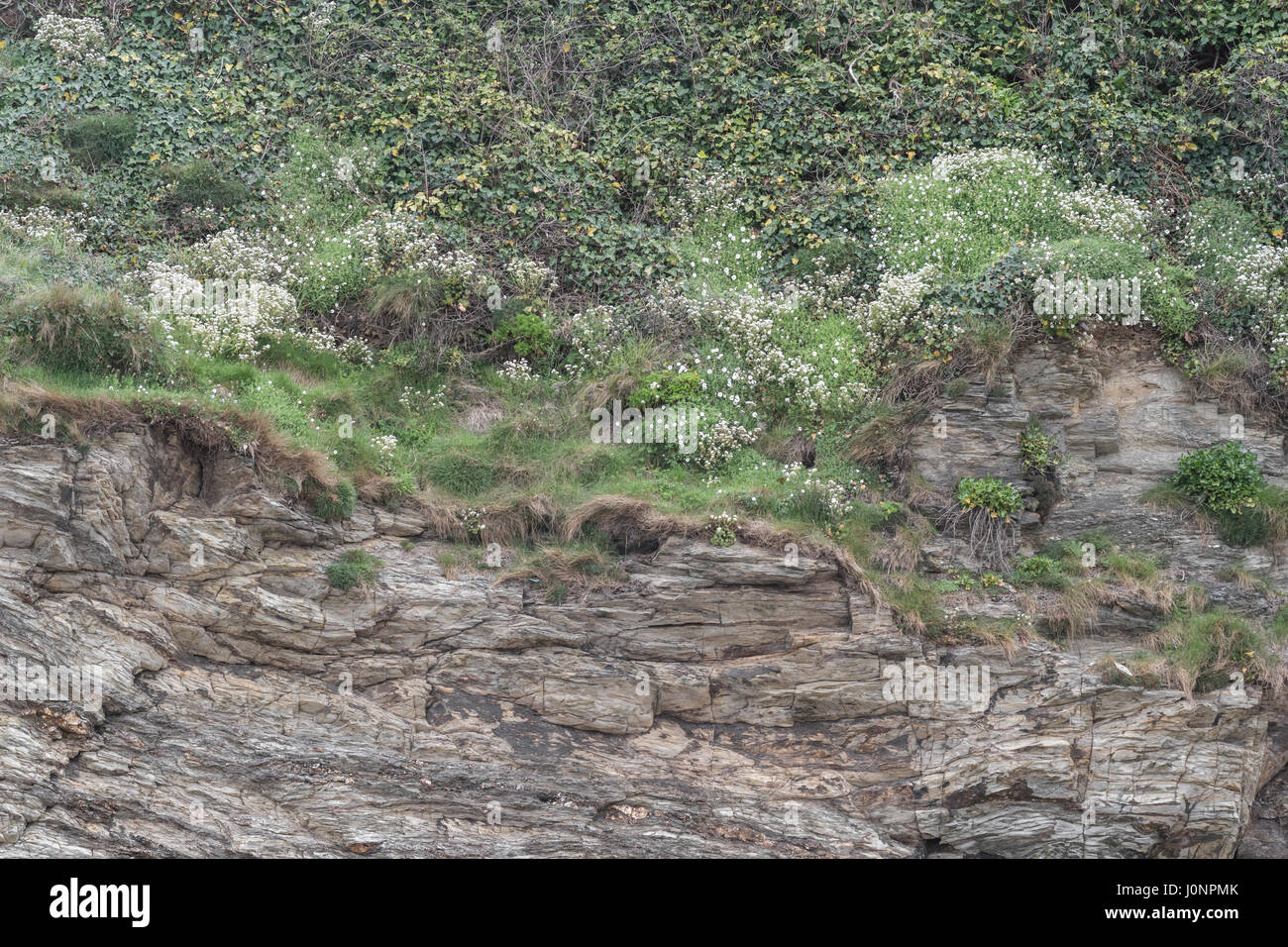 Coastal cliff with flowering Scurvy Grass / Cochlearia officinalis. Once used to treat Scurvy because it's a source of Vitamin C.  Medicinal plants UK Stock Photo