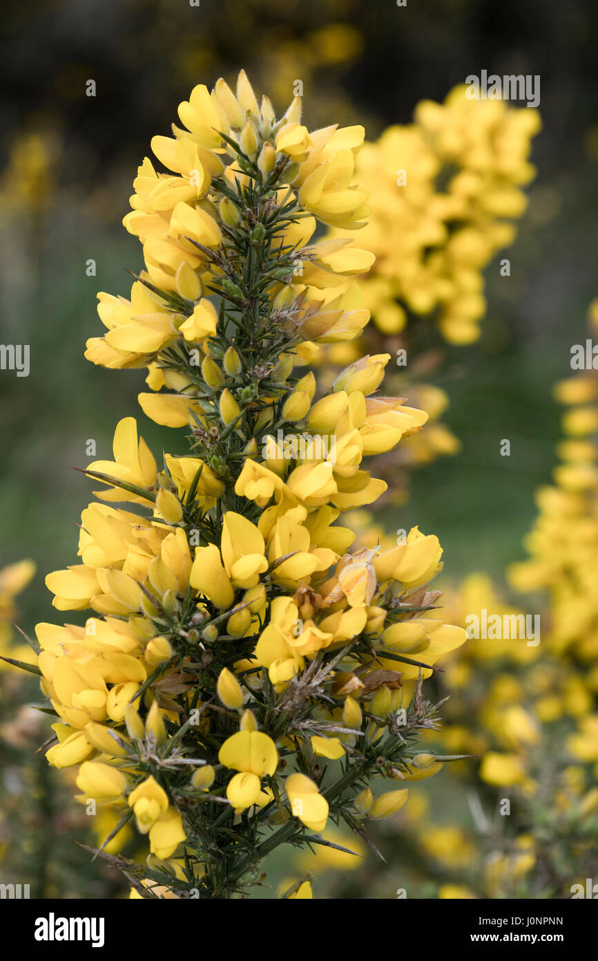 Yellow flowers and branch of Gorse / Furze - Ulex Europaeus. Can be a troublesome weed. Stock Photo