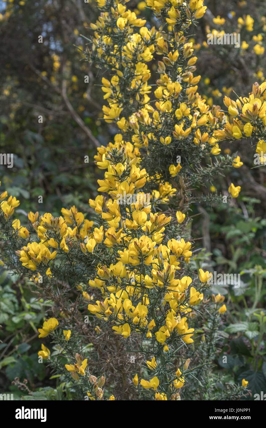 Yellow flowers and branch of Gorse / Furze - Ulex Europaeus. Can be a troublesome weed. Stock Photo