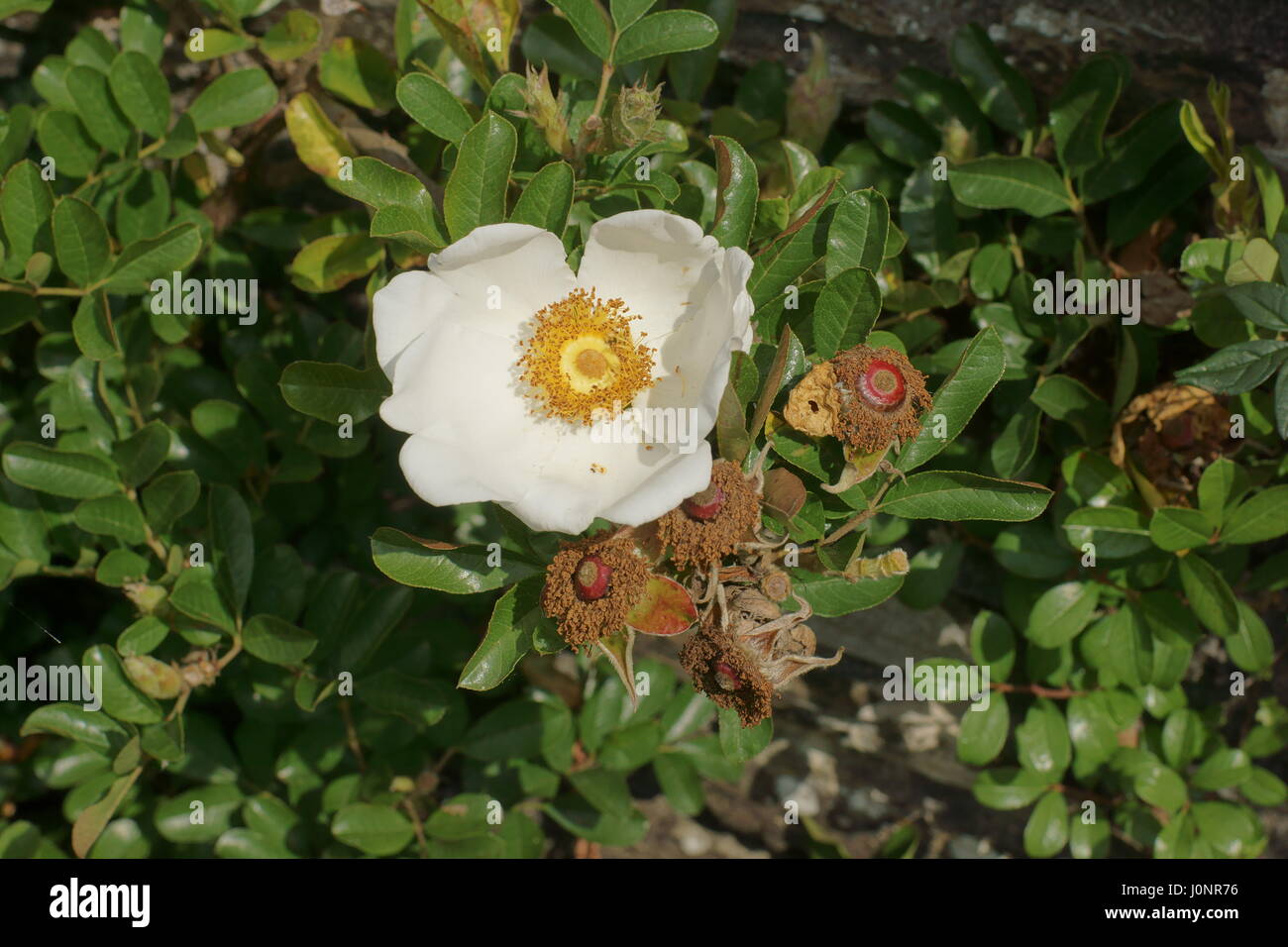 Rosa bracteata Stock Photo